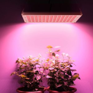 led para cultivo sobre 2 plantas